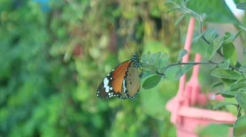 New Torism destination in Purulia | Sangbad Pratidin