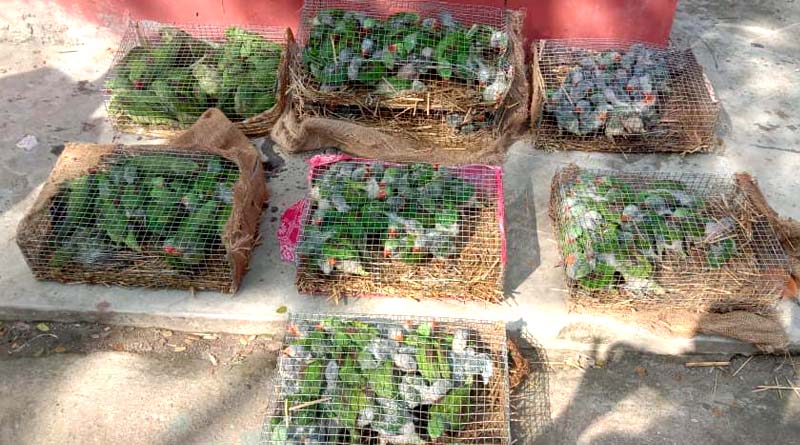 100 parrot allegedly died in Customs custody in Bengal | Sangbad Pratidin
