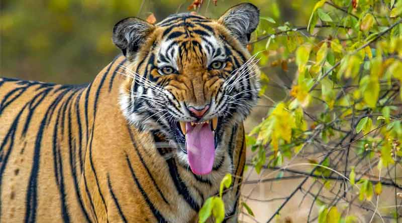 Royal Bengal Tiger mauls fisherman to death in Sunderbans | Sangbad Pratidin