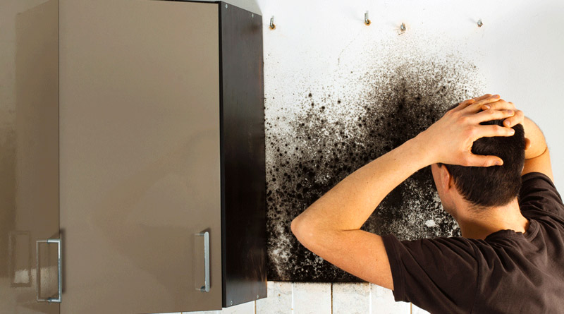 How to Remove Mould and Damp from walls | Sangbad Pratidin