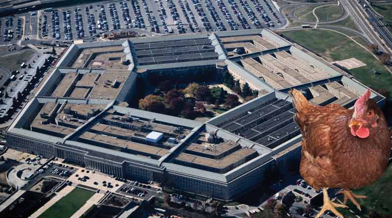 A hen wandering around a security area at the Pentagon । Sangbad Pratidin