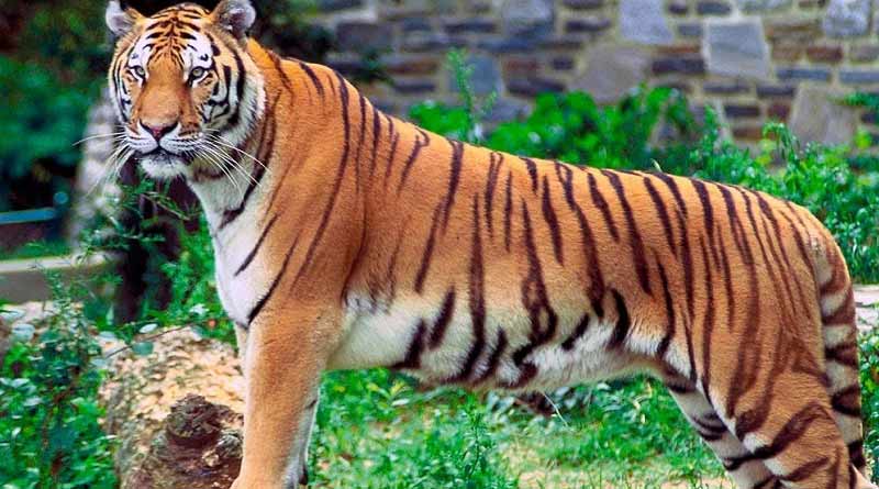 Adoption at Alipore zoo on the rise । Sangbad Pratidin