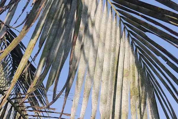 Coconut-Tree
