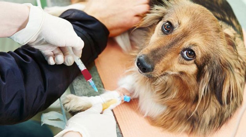 Viral Video of a Dog who suffering from diabetes | Sangbad Pratidin