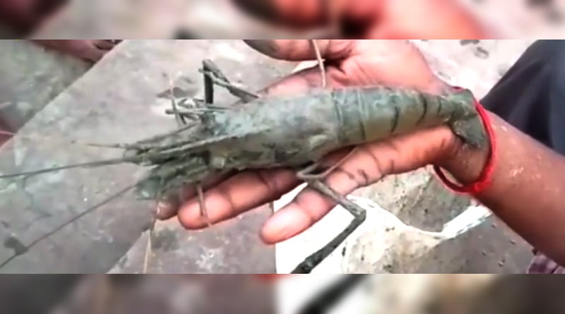 Lobster in Ganges at several ghats of Hooghly | Sangbad Pratidin