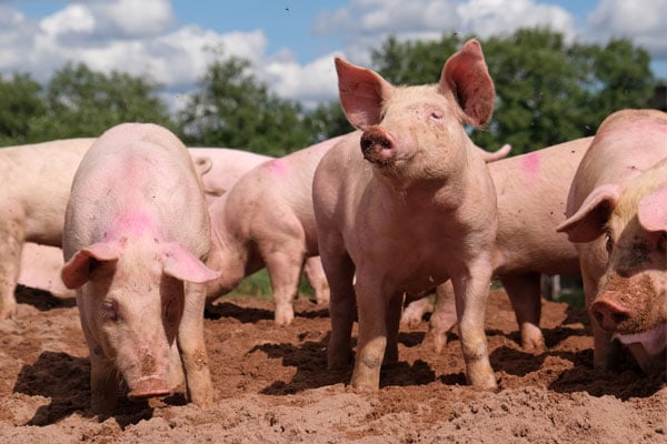 Pig