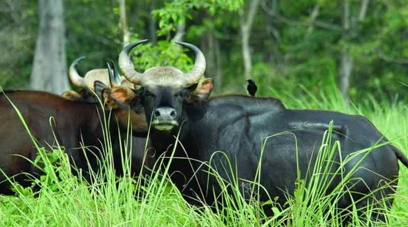 Three Bison found dead at Dooars । Sangbad Pratidin
