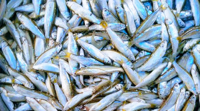 Study Says, 16 species of river fish disappear in North Bengal! | Sangbad Pratidin