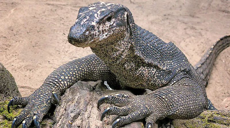 A Bengal monitor lizard 'raped' in Maharashtra | Sangbad Pratidin