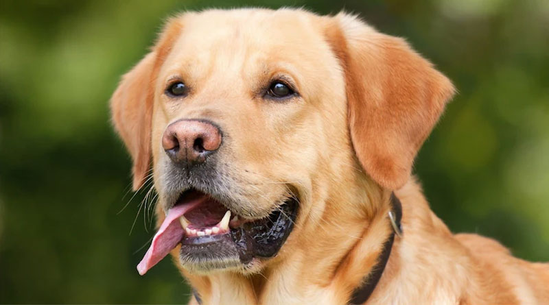 Astrological benefits of having a pet dog | Sangbad Pratidin