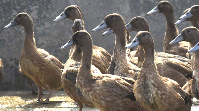 Duck farm ay to financial stability, here is how । Sangbad Pratidin