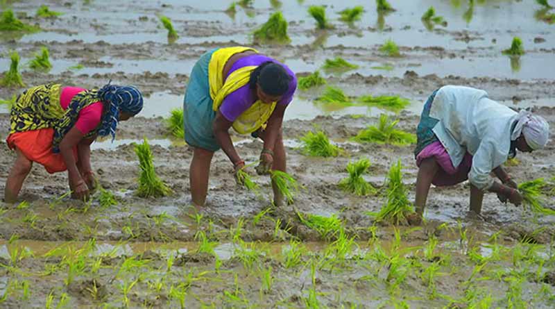 90 Lakh farmers to get benefit of 'Krishak Bandhu' scheme । Sangbad Pratidin