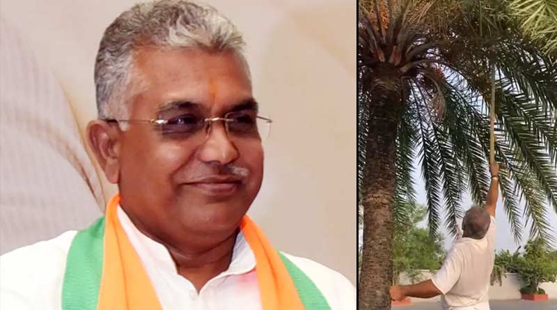 BJP MP Dilip Ghosh fetch dates from tree, like childhood days । Sangbad Pratidin