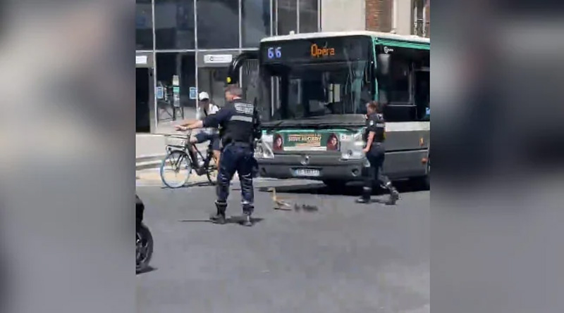 Viral Video Shows Cops Helping Duck Family Cross Busy Road in France | Sangbad Pratidin