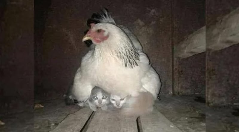 Hen Protects Kittens During Storm Photo Gone Viral | Sangbad Pratidin