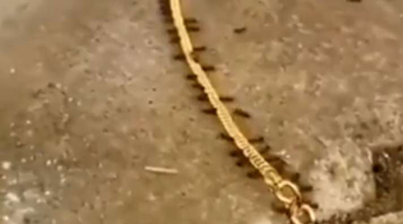 Ants commit robbery of gold chain! viral video | Sangbad Pratidin