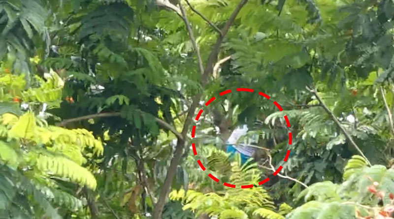 A patient of pavlov hospital climbed on a tree on sunday | Sangbad Pratidin