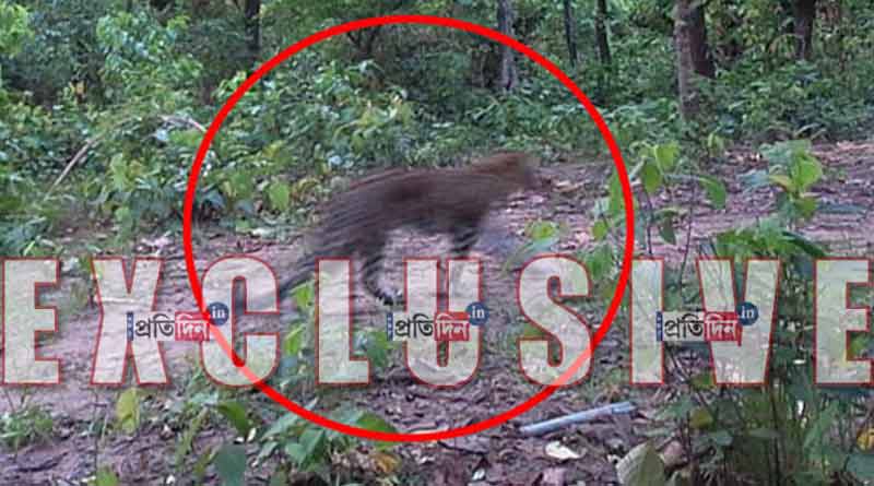 A male and female leopard seen in trap camera footage in Purulia । Sangbad Pratidin