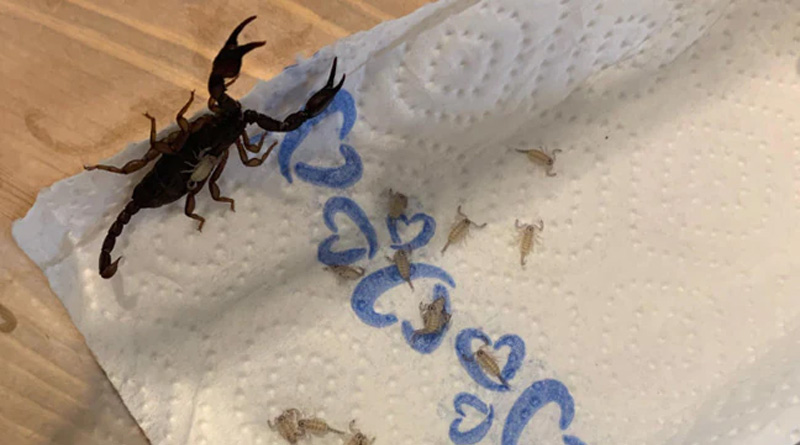 A Woman Finds 18 Scorpions In Her Suitcase After Returning From Vacation | Sangbad Pratidin