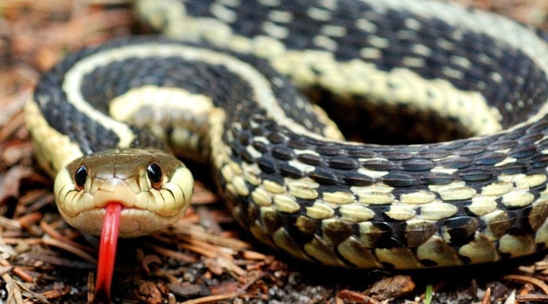 People getting non venomous snake bites, suffering from panic attack called 'Tachycardia' | Sangbad Pratidin