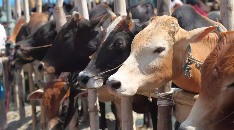 Over 3,000 cattle die in Rajasthan and Gujarat due to Lumpy Skin Disease | Sangbad Pratidin