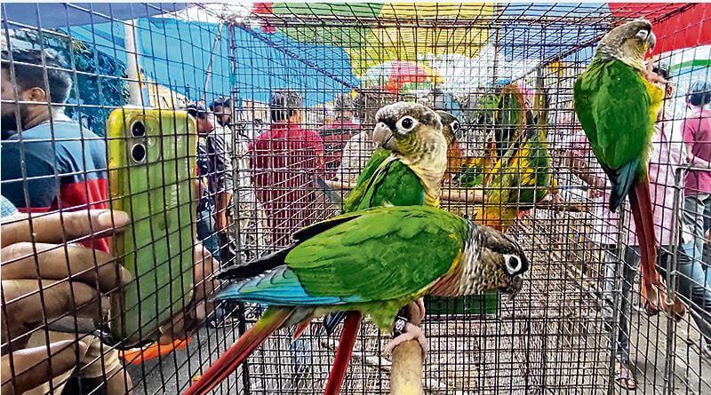Various animals available at Pet market in Galiff street | Sangbad Pratidin
