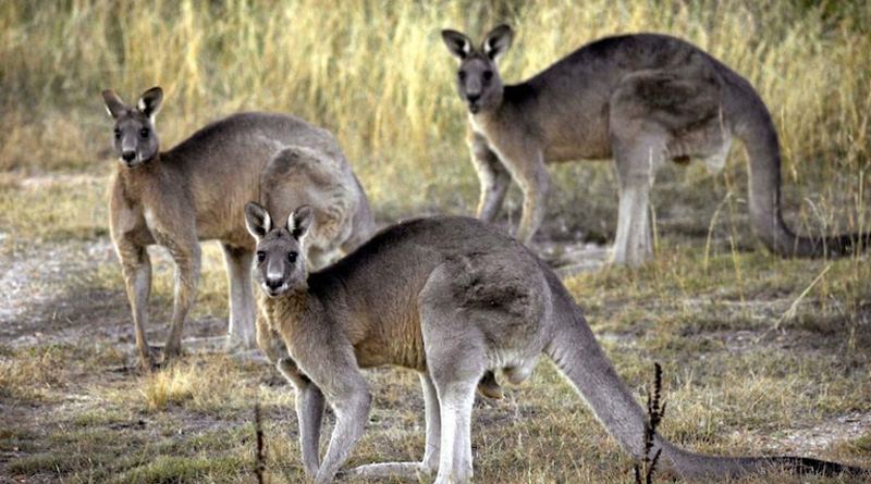 77 year old Australian man killed by pet Kangaroo | Sangbad Pratidin