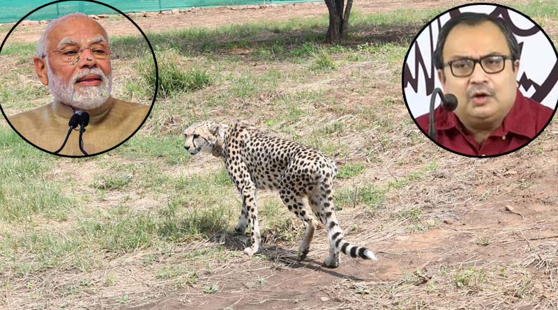 Cheetah politics: TMC and Congress attacks PM Modi | Sangbad Pratidin