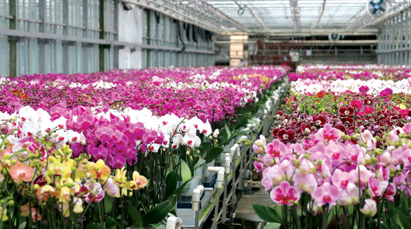 orchid is growing a new spike | Sangbad Pratidin