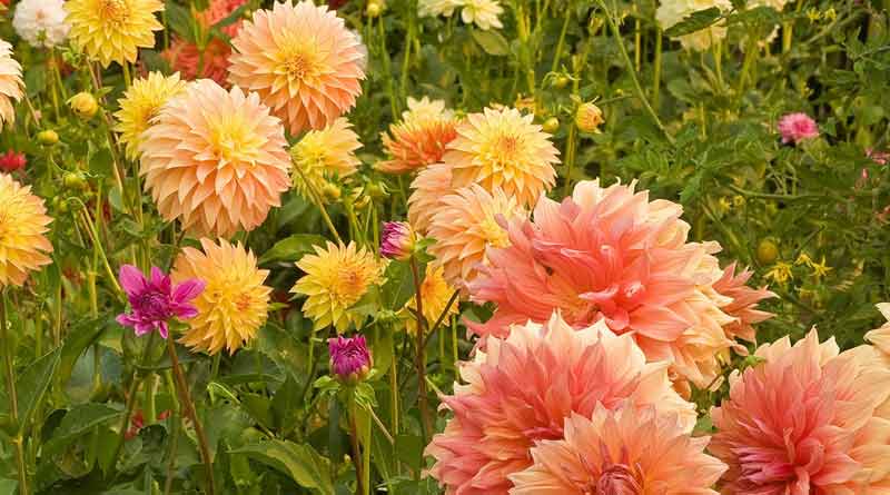 Here are some tips to cultivate dahlia । Sangbad Pratidin