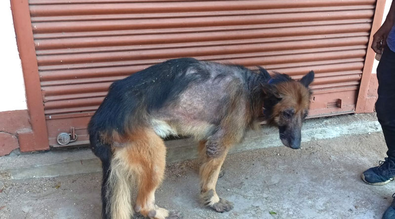 Pet dog abandoned by owner due to skin problems, vet taking care of it | Sangbad Pratidin