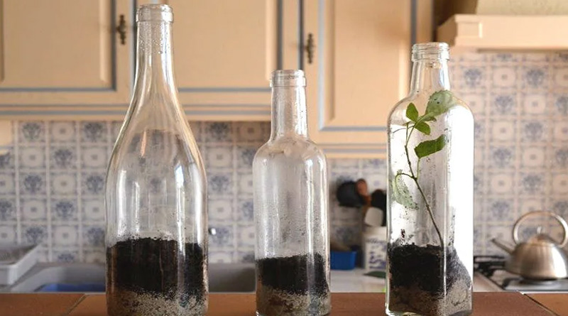 Effect of Alcohol on Plants | Sangbad Pratidin