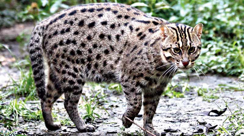 Number of fishing cats increased at Sundarbans । Sangbad Pratidin