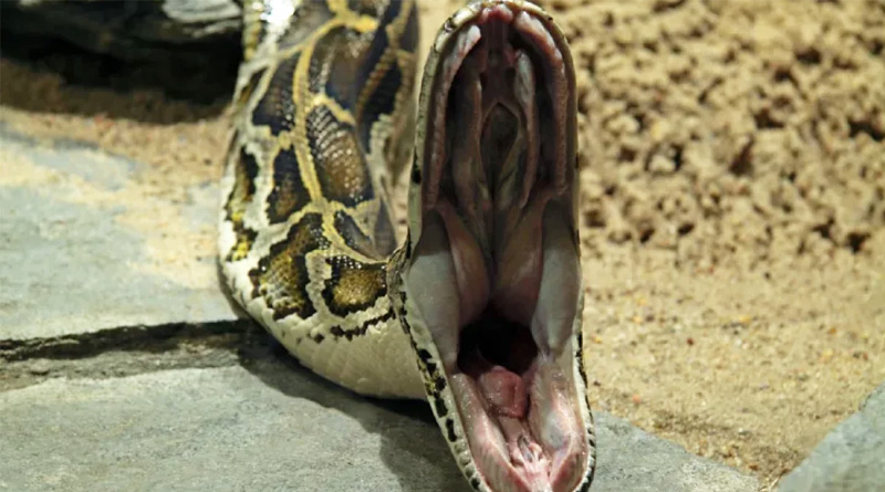 5-foot alligator gets pulled out of stomach of an 18-foot Burmese python in Australia | Sangbad Pratidin