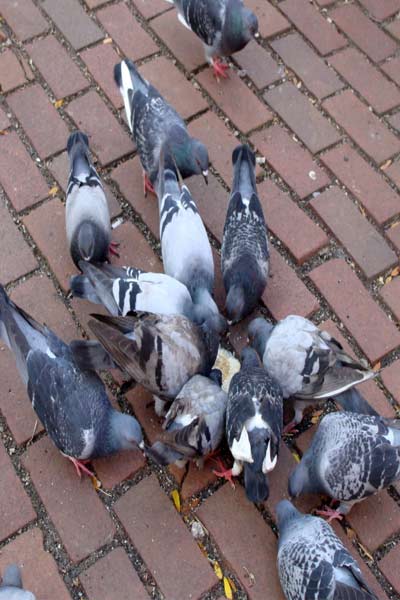 Pigeon