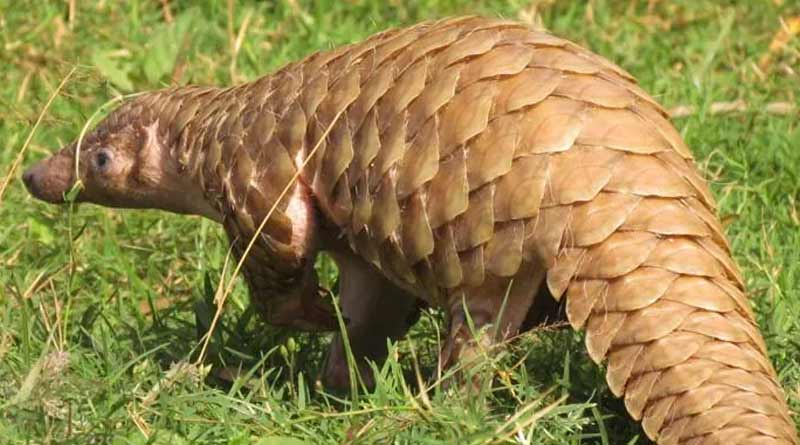 TMC leader arrested for allegedly pangolin poaching case । Sangbad Pratidin