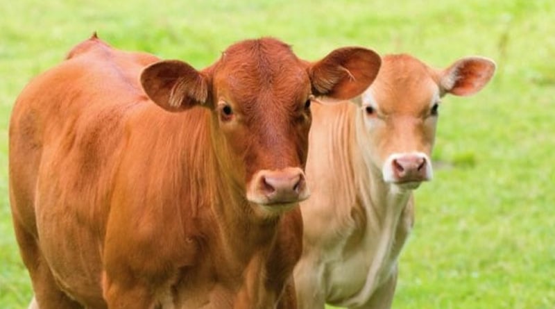 Houses made of cow dung not affected by atomic radiation says Gujarat court judge | Sangbad Pratidin