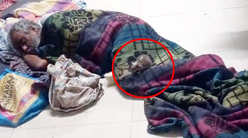 Patient attacked by rat in Malda Medical College Hospital । Sangbad Pratidin
