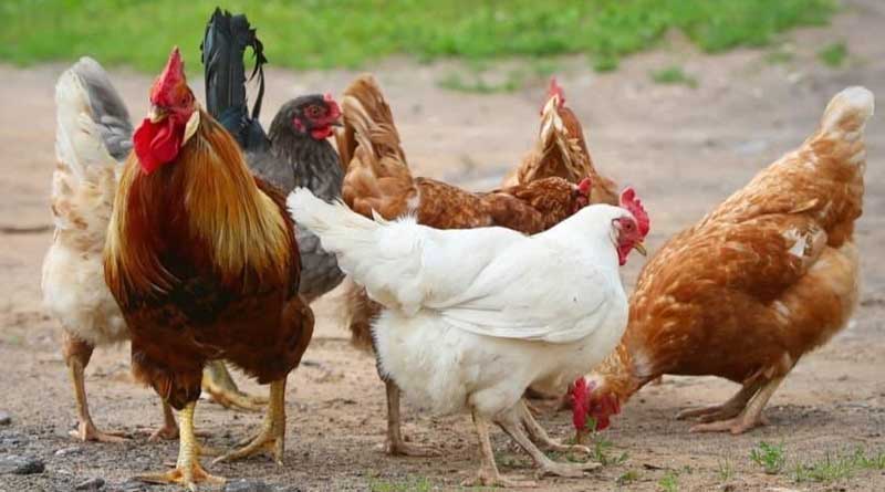 Chicken price hike in Kolkata । Sangbad Pratidin