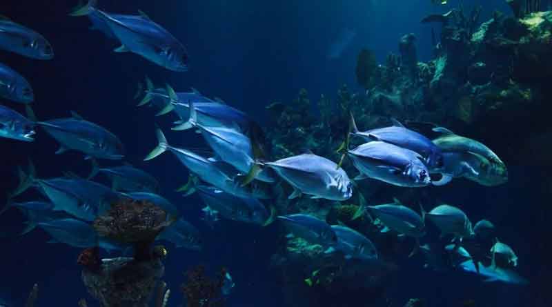 Artificial coral reef to be made to improve sea fish farming । Sangbad Pratidin