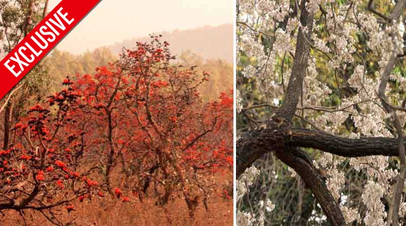 Purulia becomes the most popular tourist spot in Holi for the attraction of colourful Palash । Sangbad Pratidin
