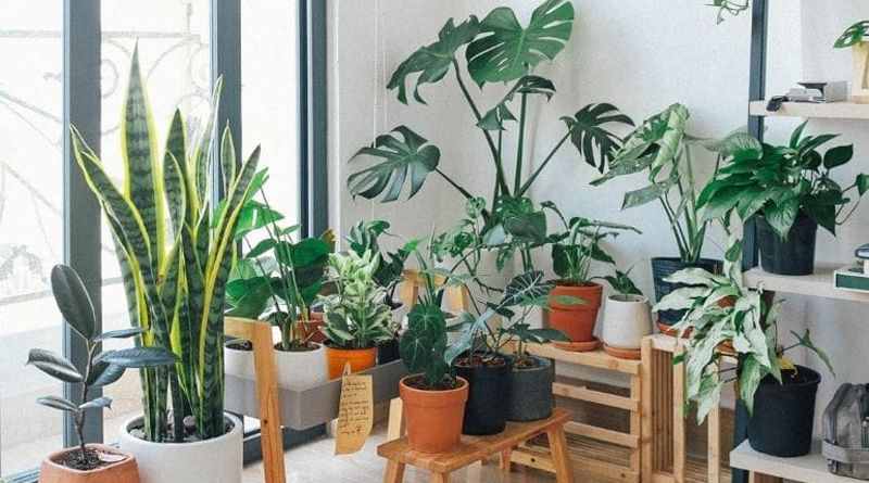 5 reasons why your houseplants are dying and how to save them | Sangbad Pratidin