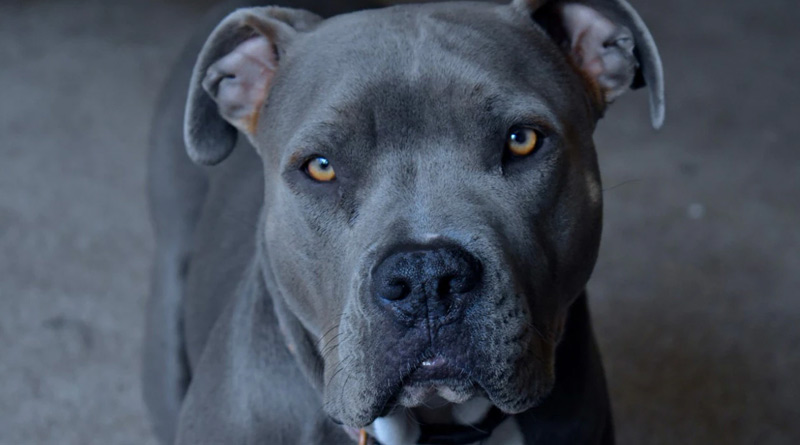 Haryana: Pitbull bites off man’s private part, dog beaten to death | Sangbad Pratidin
