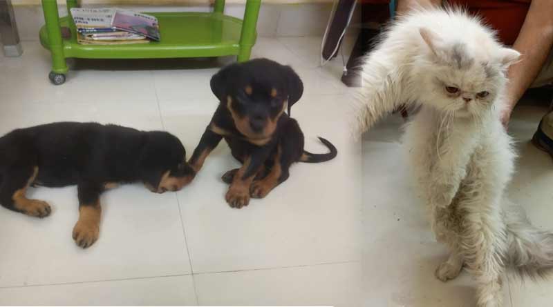 BSF rescues pets from India-Bangladesh border, arrests poachers | Sangbad Pratidin