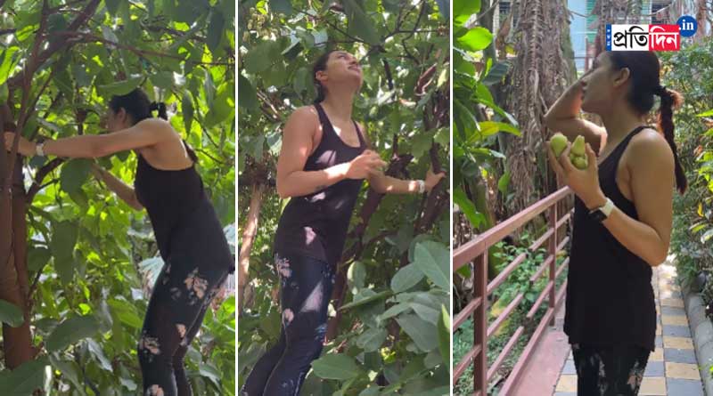 Mimi Chakraborty picked Water Apple from Tree, see video | Sangbad Pratidin