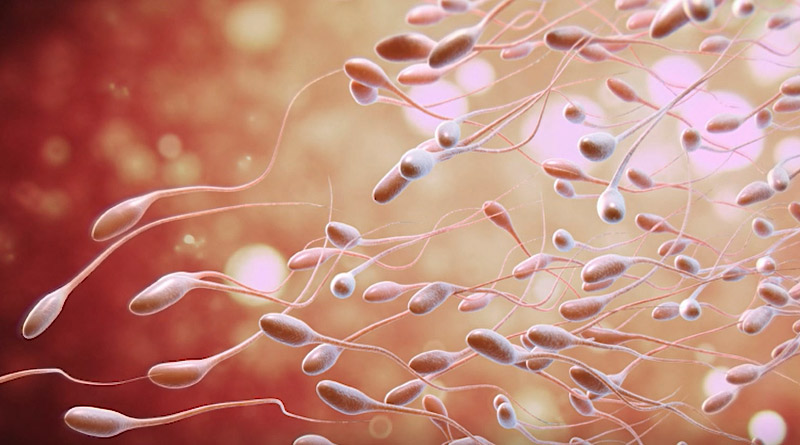 Sperm