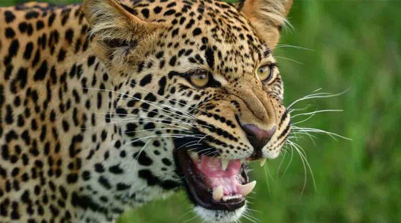 This Granny fights off leopard to save 4 year old grandkids in Uttarakhand