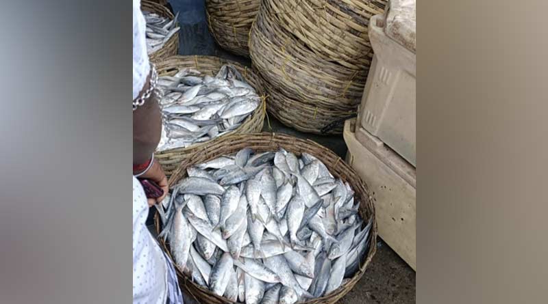 Hilsa 1