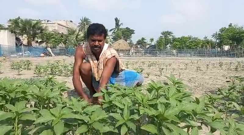 TMC Panchayat Pradhan works as farmer to earn livelihood । Sangbad Pratidin