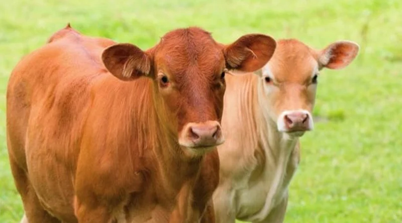 Animals have emotions and feelings like human beings says Bombay High Court | Sangbad Pratidin